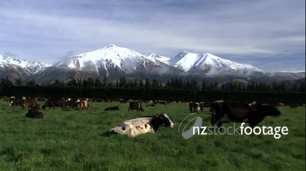 Cows by Snowy Mountain Range  1 961